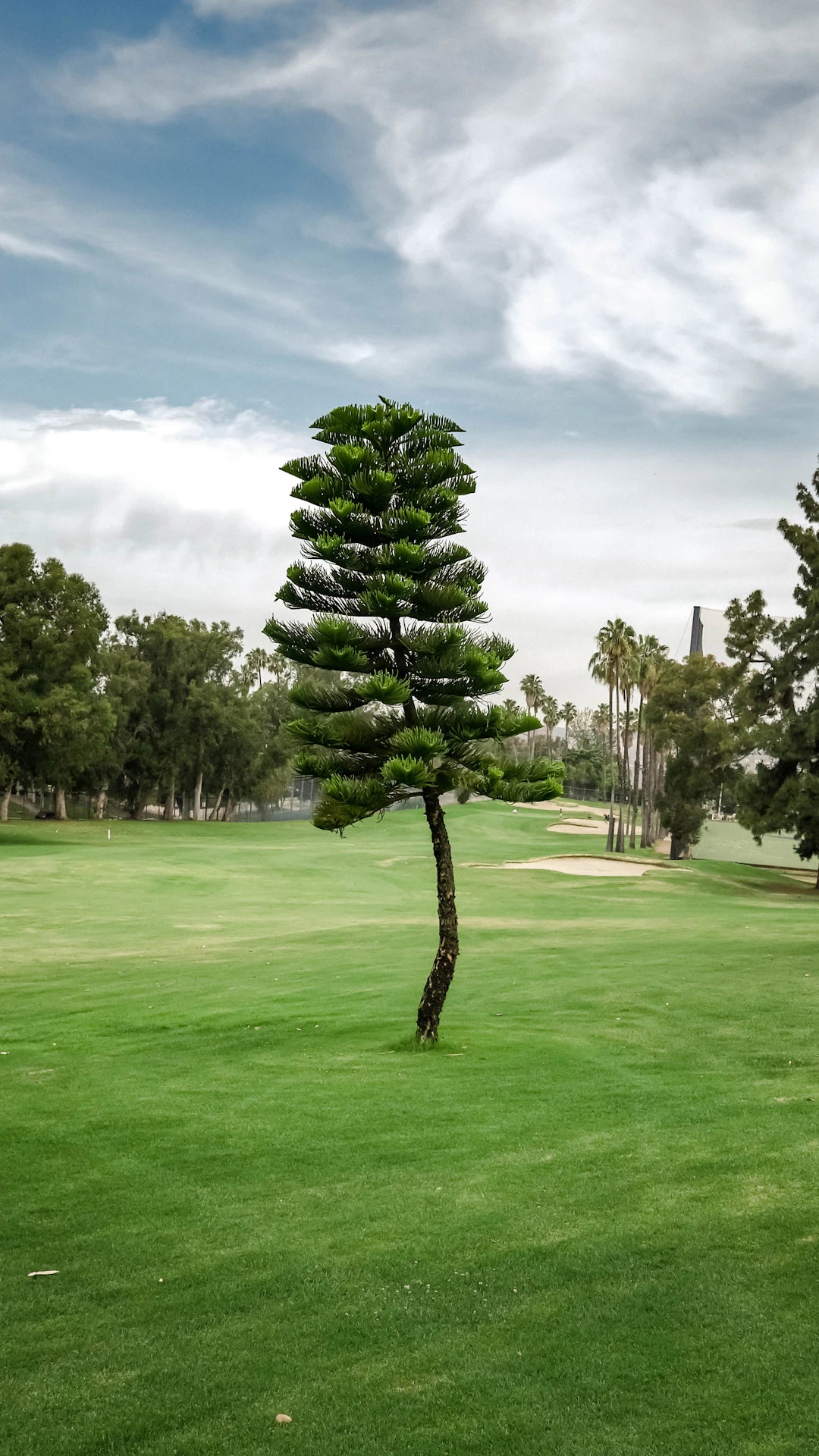 A Guide to Mastering the Japanese Golf Swing